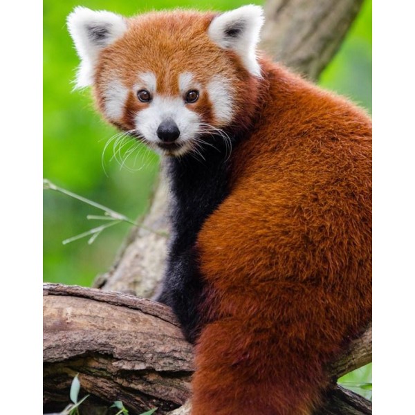 Red Panda Paint by Numbers for Adults
