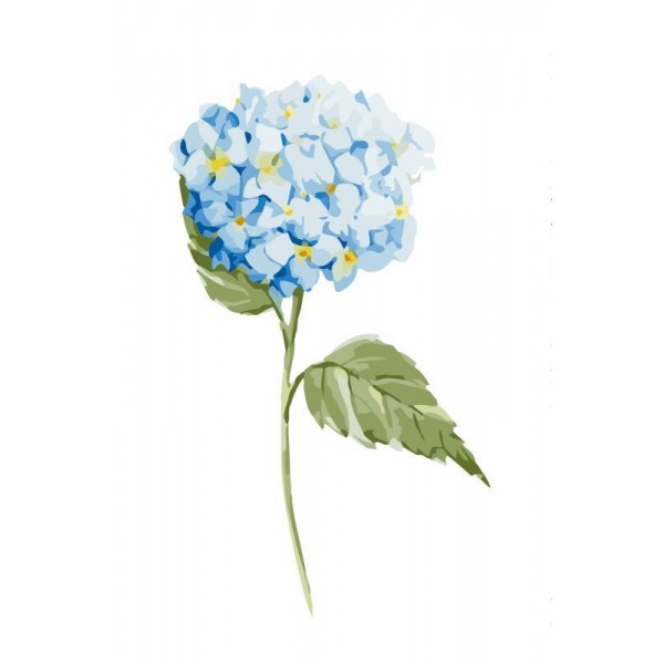 Cute Blue Hydrangea Flower