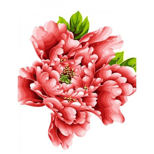 Chinese Peony Flowers