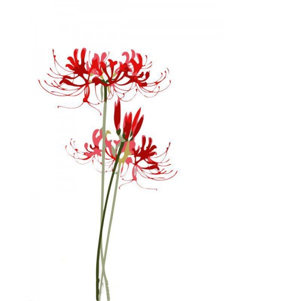 Red Spider Lilly