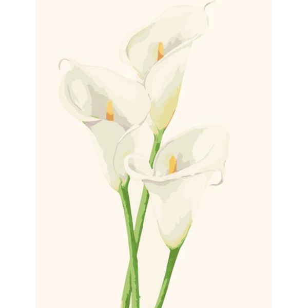 White Calla Lilly Flowers