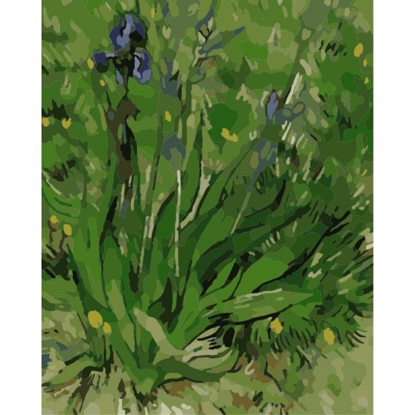 Dutch iris Flower Art