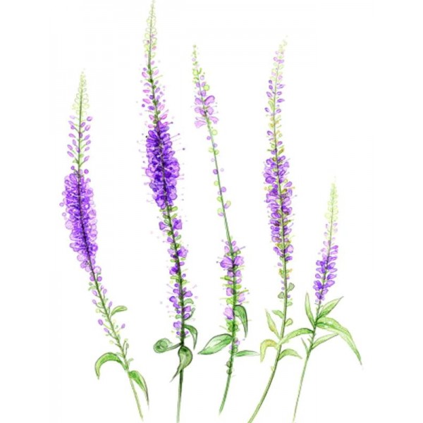 Rosemary English lavender