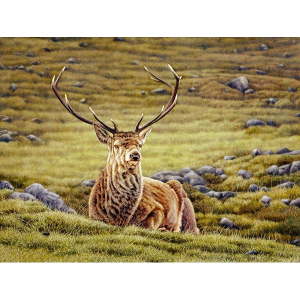 Stag at Scottish Highlands - Art by Eric Wilson
