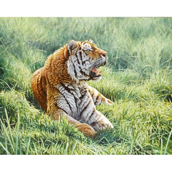 Resting Tiger - Art by Eric Wilson