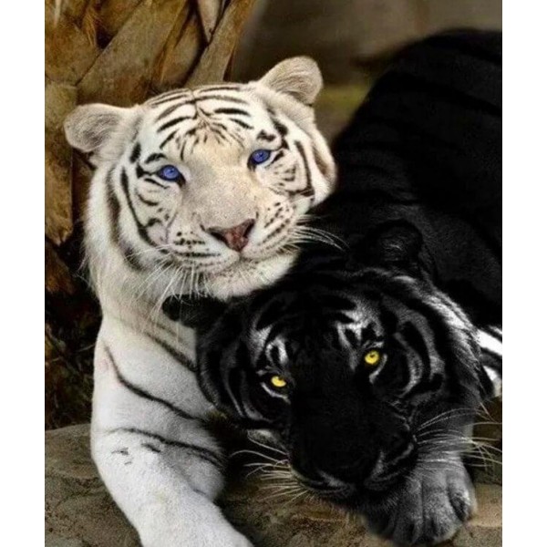 Black & White Tigers DIY Painting