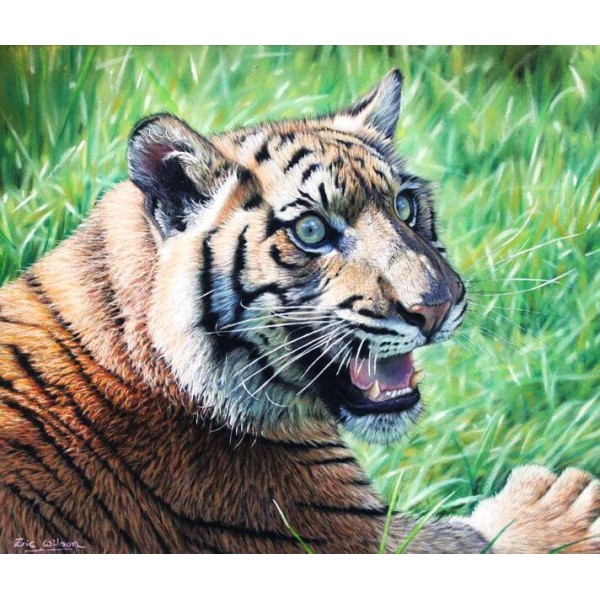 Sumatran Tiger Cub - Art by Eric Wilson