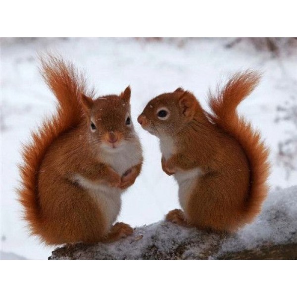 Squirrel Couple - Paint By Numbers
