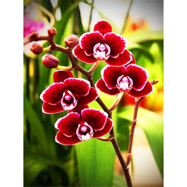 Red Orchid- Paint By Number
