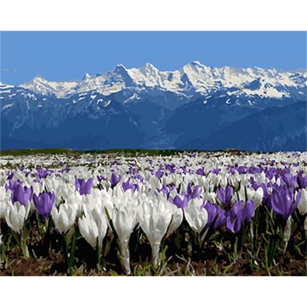 White Mountains with Purple & White Tulips