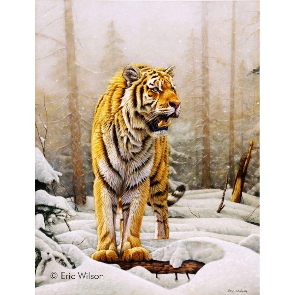 Amur Siberian Tiger - Art by Eric Wilson