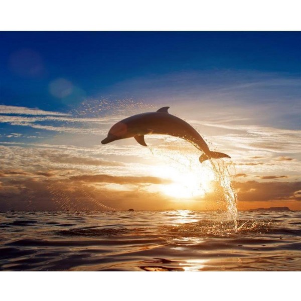 Jumping Dolphin in the Sunset Painting