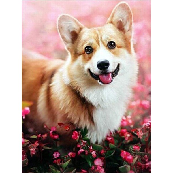 Corgi - Paint By Numbers