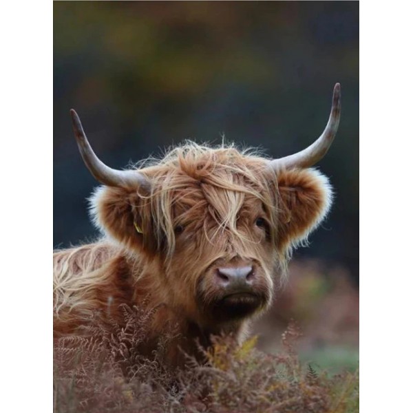 Baby Highland Cattle - PBN
