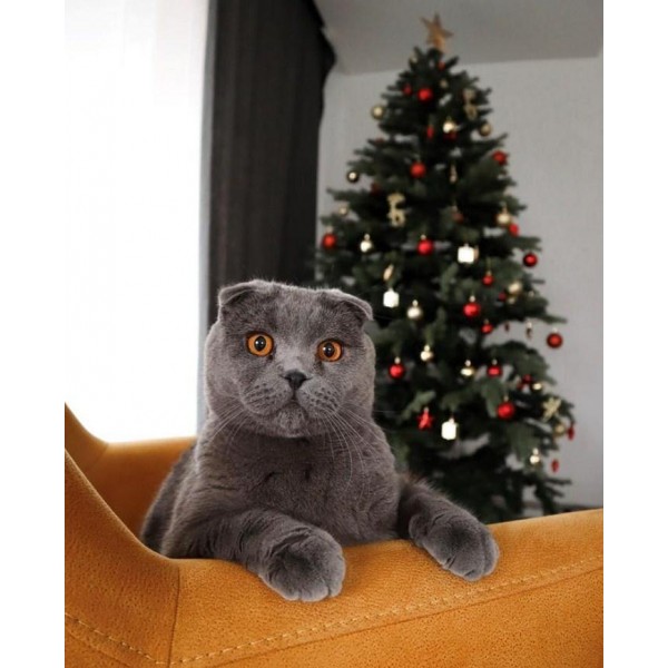 Cat & Christmas Tree DIY Painting