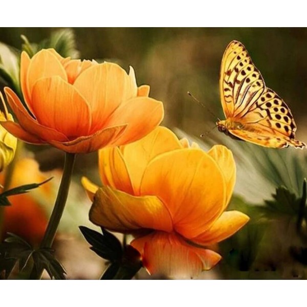 Yellow Flowers & Butterfly