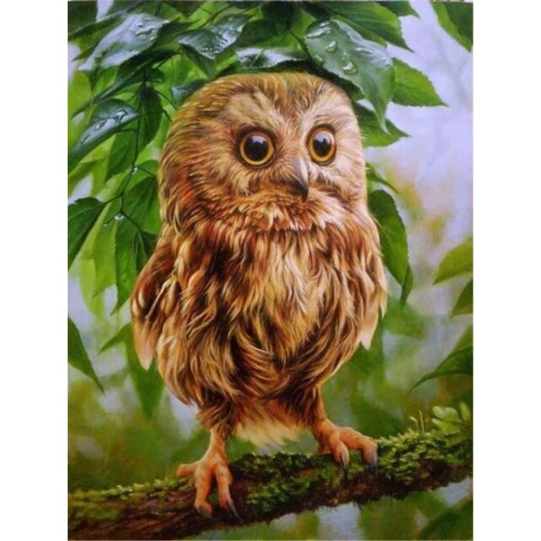 Baby Owl- Paint By Number