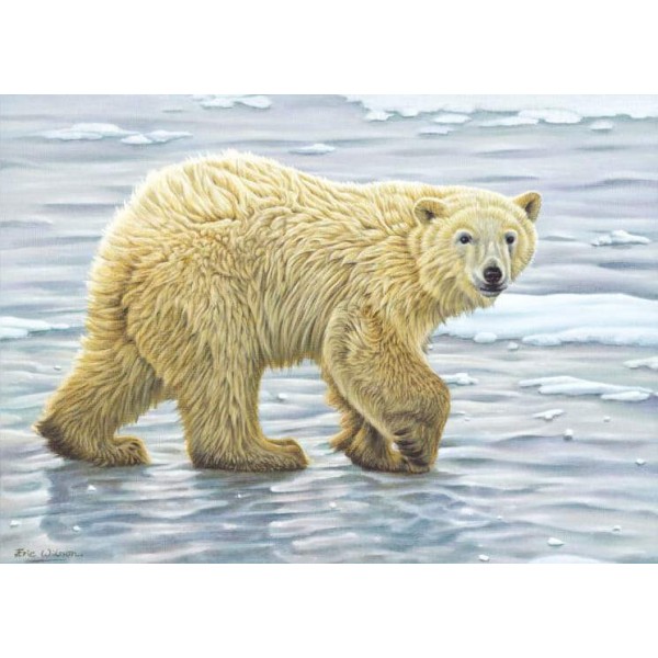 Curious Polar Bear Cub - Art by Eric Wilson